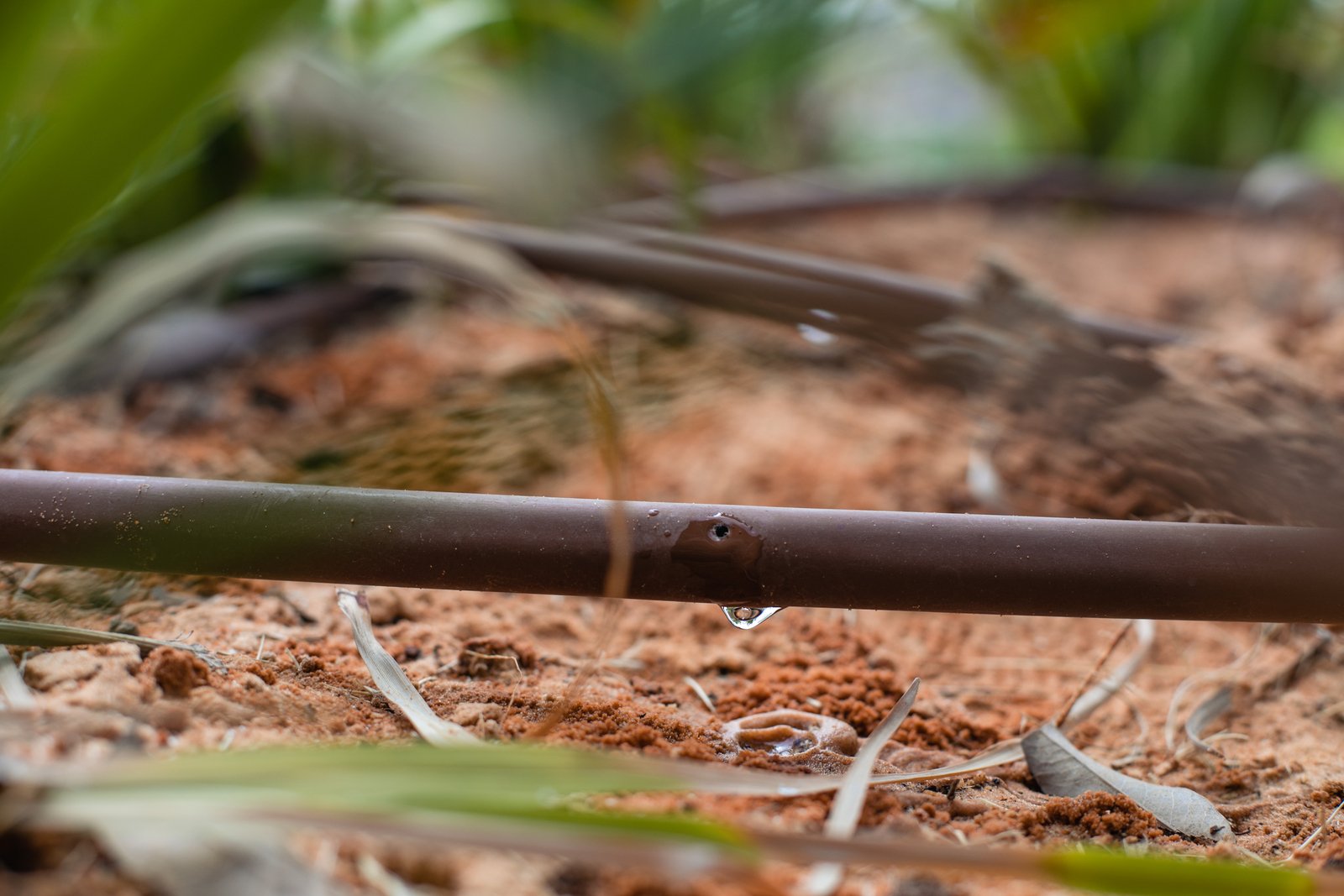 Tropfbewässerung im Garten und Landschaftsbau