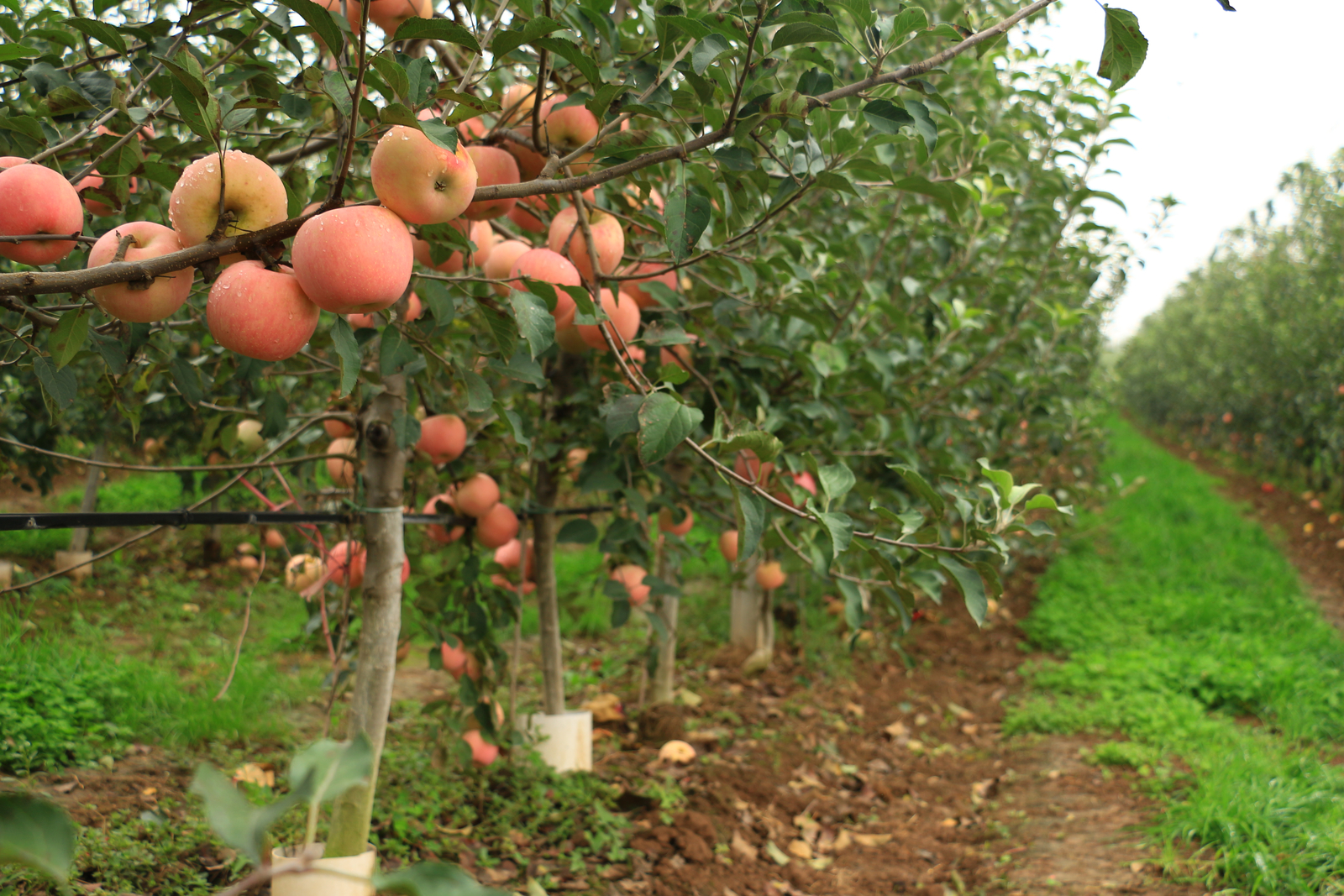 Tropfbewässerung für Äpfel