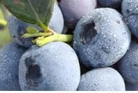 Blaubeeren