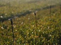 Sprinklerbewässerung