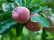 Äpfel 