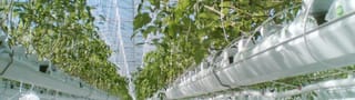 Geschützte Kulturen