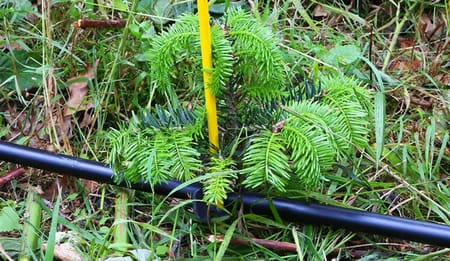 Tropfbewässerung in der Aufforstung