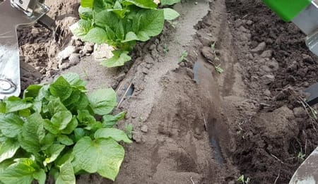 Höhere Erträge, weniger Wasser – Praxistest Biokartoffelanbau