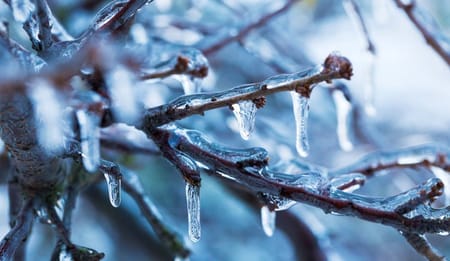 Spätfrost: wirksame Strategien zum Schutz Ihrer Obstpflanzen