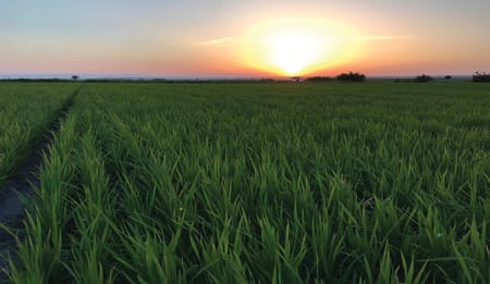 Going Local - the Impact of Covid19 on Food Security