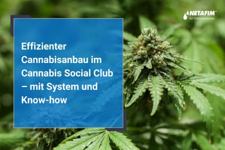 Effizienter Cannabisanbau im Cannabis Social Club – mit System und Know-how