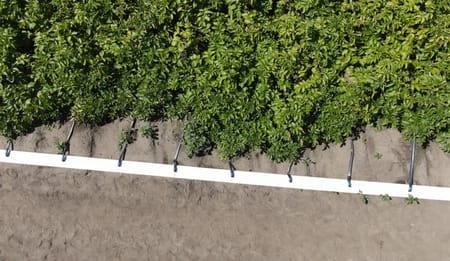 Praxistest Kartoffelanbau: Höhere Wasser- und Düngereffizienz mit Tropfbewässerung