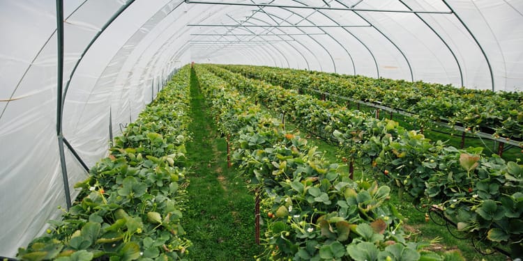 ERZEUGEN SIE ERDBEEREN IN TOP-QUALITÄT