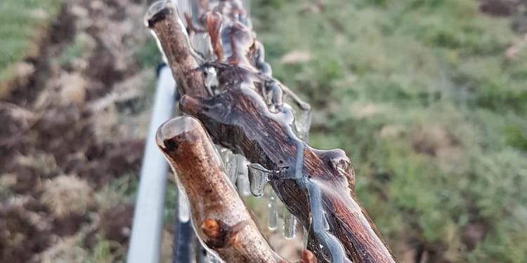 Frostschutz und Schadensminderung