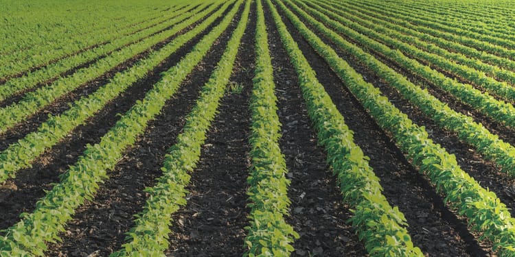 PRECISION IRRIGATION IM ANBAU VON FELDFRÜCHTEN UND GEMÜSE