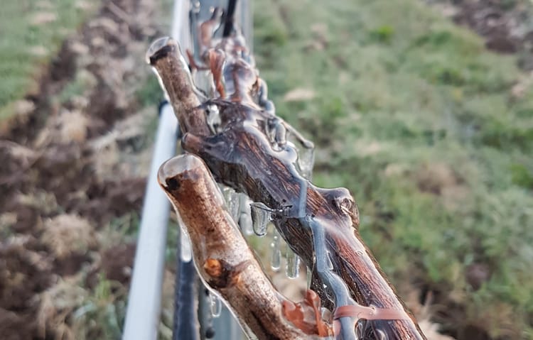 Frostschutz und Schadensminderung 