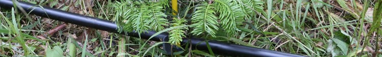 Banner So klappt der klimafeste Umbau der Wälder