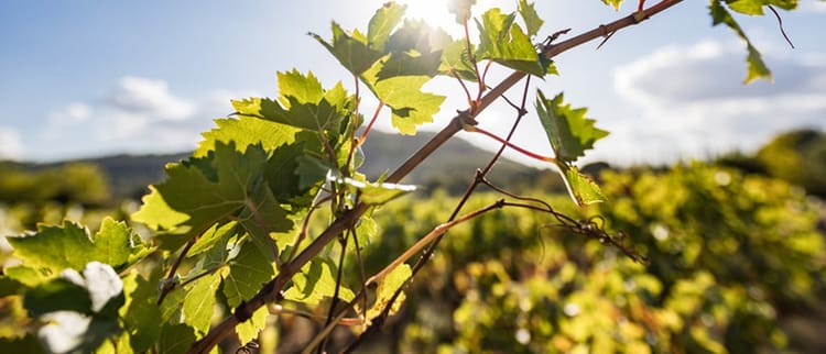 Darauf müssen sich Winzer einstellen: Wasser wird zunehmend knapp