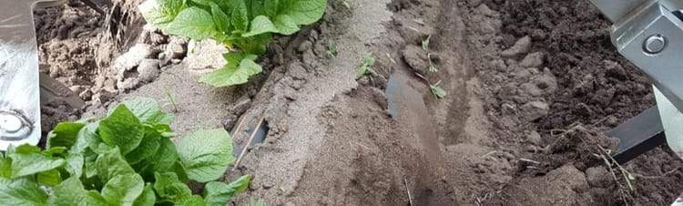 Höhere Erträge, weniger Wasser – Praxistest Biokartoffelanbau