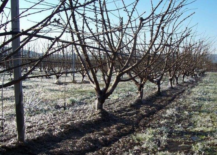 frost damage in italy