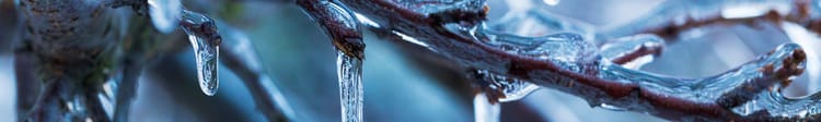 Banner Spätfrost: wirksame Strategien zum Schutz Ihrer Obstpflanzen 