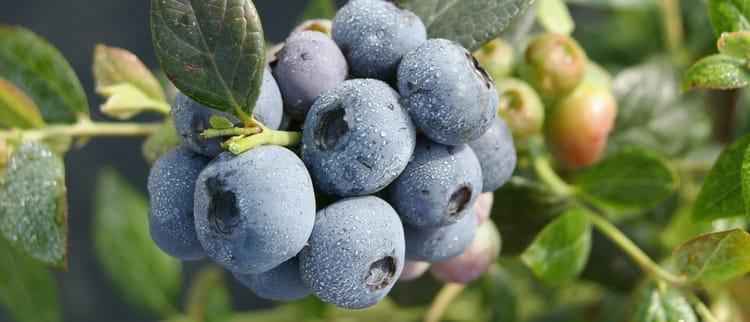 Präszise Fertigation für optimales Pflanzenwachstum