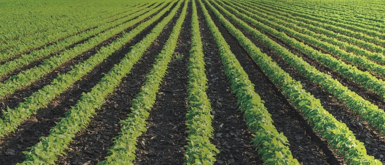 PRECISION IRRIGATION IM ANBAU VON FELDFRÜCHTEN UND GEMÜSE