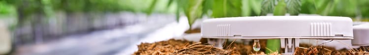 Banner Effizienter Cannabisanbau im Cannabis Social Club – mit System und Know-how 