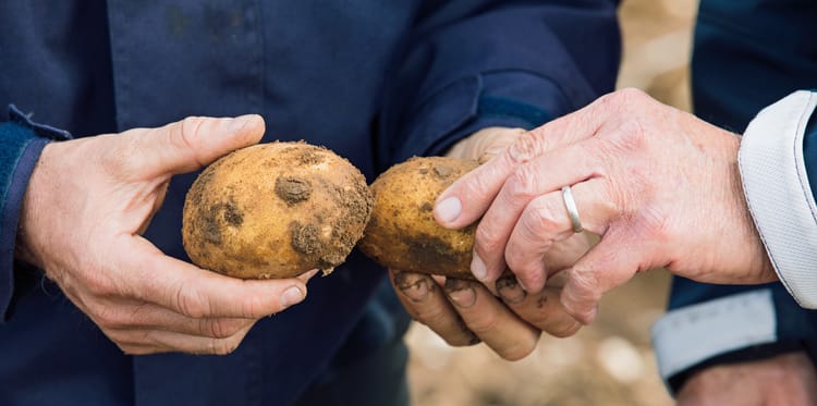 Potato-Go Bewässerungsset
