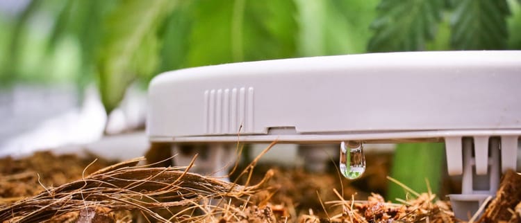 NetBow™ Tropfbewässerungssystem für Topfpflanzen – präzise Wasserabgabe an Substrat, ideal für Cannabisanbau und Heidelbeeren.