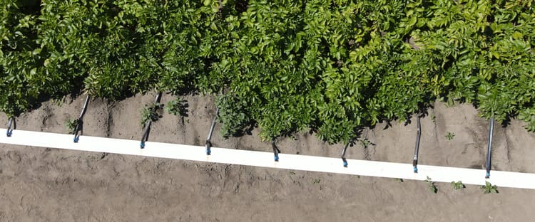 Tropfbewässerung im Kartoffelanbau