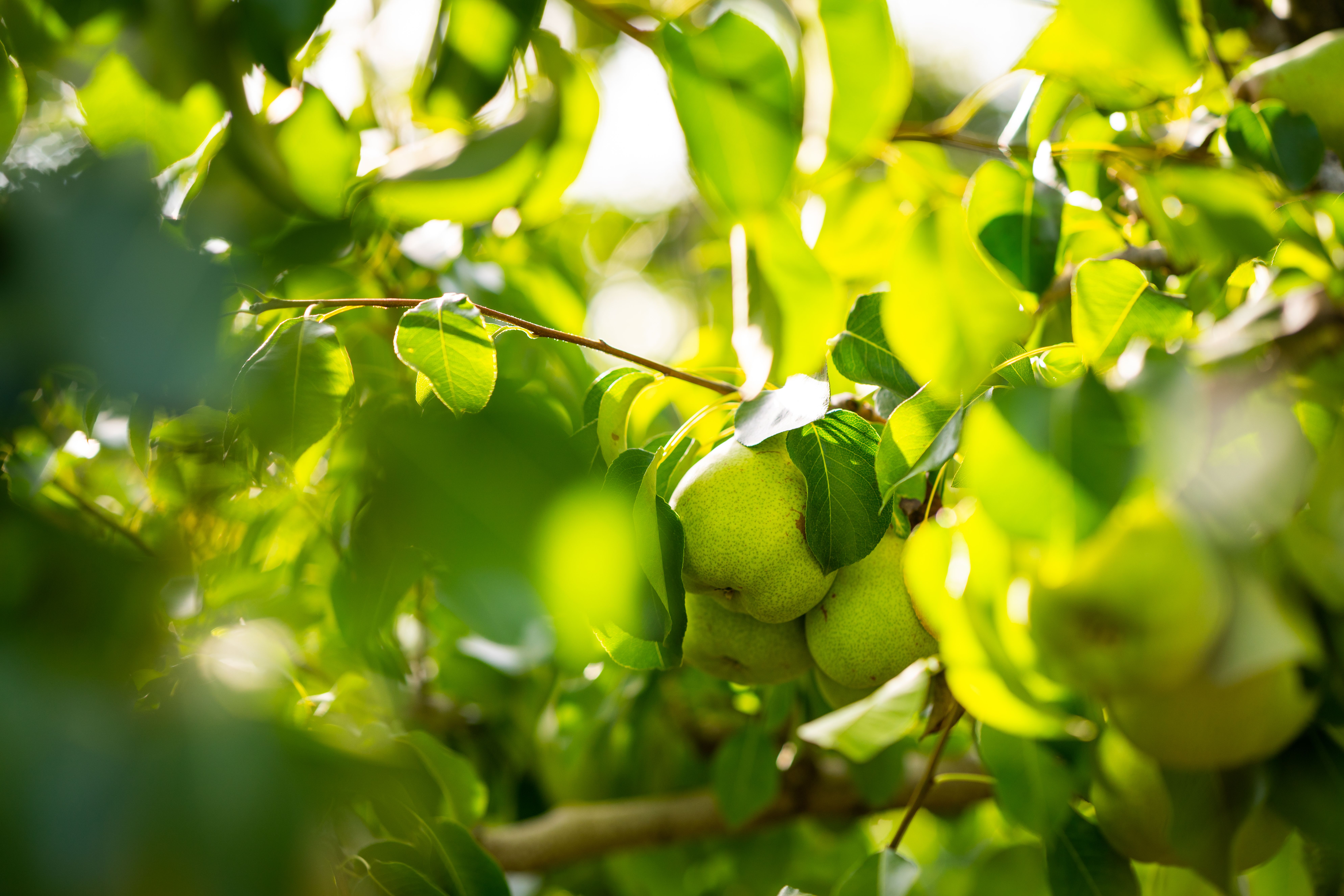 Feldkulturen und Obstanbau