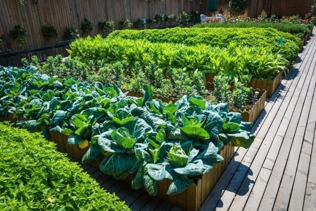 Urban Gardening