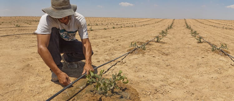 Tropfbewässerung: Mehr Power für Landwirte